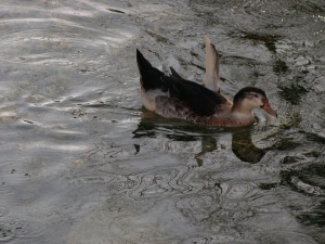 DSCN1531.JPG