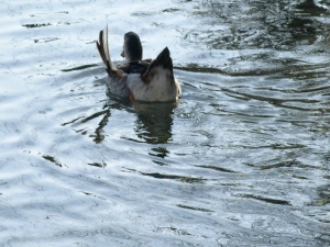DSCN1549.JPG