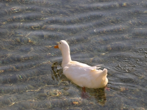 DSCN1556.JPG